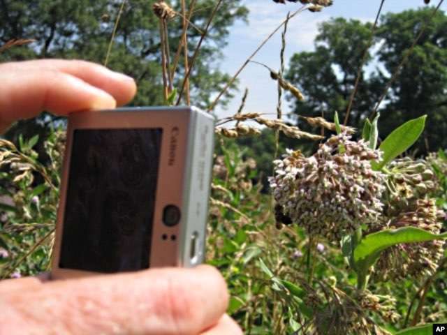 文件——美国各地的蜜蜂猎人拍摄授粉媒介和它们授粉的植物的照片,然后将它们上传到在线数据库,该数据库跟踪显示气候变化、污染或入侵物种影响的趋势。